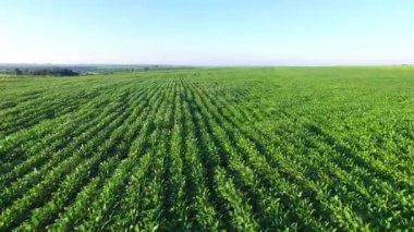 Sao paulo devlet - Brezilya Hava soya ekimi