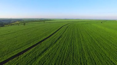 Sao paulo devlet - Brezilya Hava soya ekimi