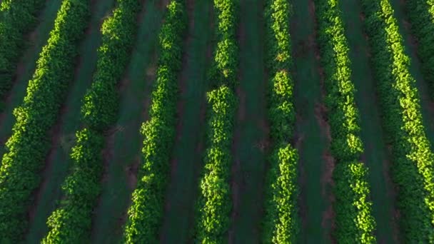 Luchtfoto koffieplantage in de staat Sao Paulo - Brazilië — Stockvideo