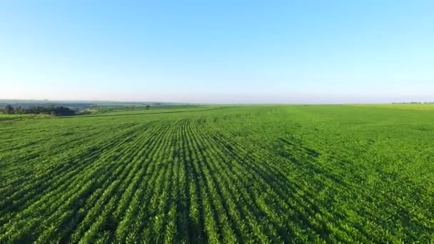 Plantación aérea de soja en el estado de Sao paulo - Brasil — Vídeo de stock