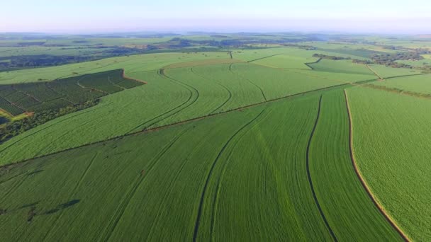 Plantation aérienne de soja dans l "État de Sao paulo - Brésil — Video