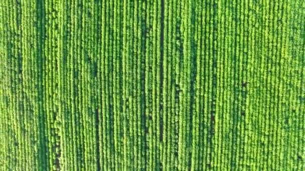 Antenne Sojabohnenplantage im Bundesstaat Sao Paulo - Brasilien — Stockvideo