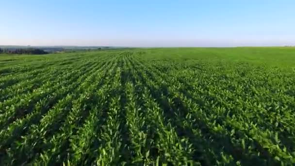 Plantación aérea de soja en el estado de Sao paulo - Brasil — Vídeos de Stock