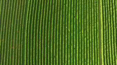 Sao Paulo devlet - Brezilya Hava kahve saç ekimi