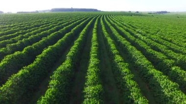 Sao Paulo devlet - Brezilya Hava kahve saç ekimi