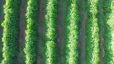 Sao paulo devlet - Brezilya Hava soya ekimi