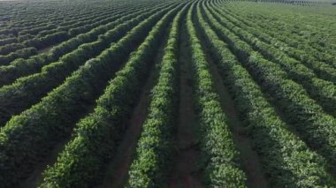 Sao Paulo devlet - Brezilya Hava kahve saç ekimi