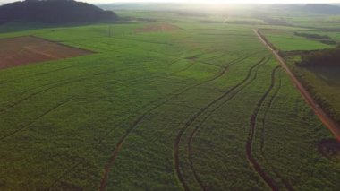 Şeker kamışı plantasyon içinde gün batımı Brezilya - havadan görünümü - Canavial
