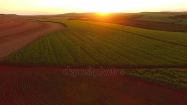 Şeker kamışı plantasyon içinde gün batımı Brezilya - havadan görünümü - Canavial