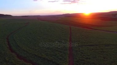 Şeker kamışı plantasyon içinde gün batımı Brezilya - havadan görünümü - Canavial