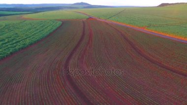 Şeker kamışı plantasyon içinde gün batımı Brezilya - havadan görünümü - Canavial