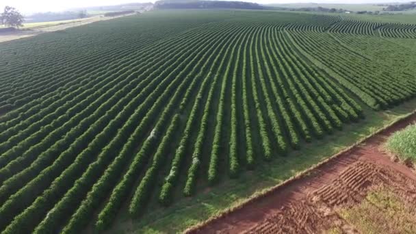 Luchtfoto koffieplantage in de staat Sao Paulo - Brazilië — Stockvideo