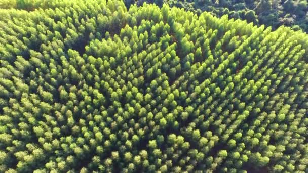 Récolte d'eucalyptus par temps ensoleillé - Vue aérienne au Brésil — Video