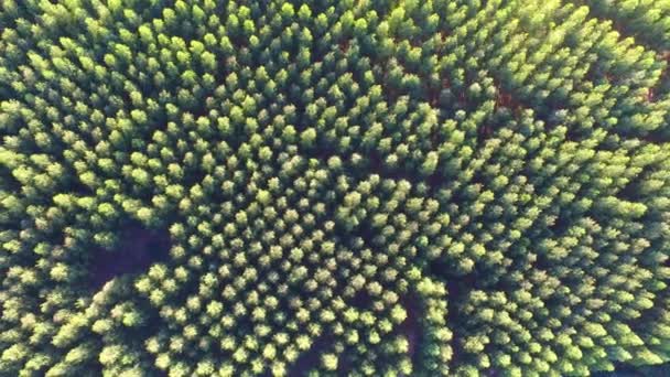 Colheita de eucaliptos em dia ensolarado - Vista aérea no Brasil — Vídeo de Stock