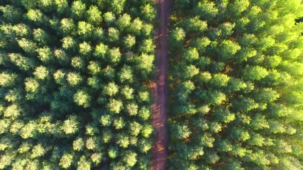 Récolte d'eucalyptus par temps ensoleillé - Vue aérienne au Brésil — Video