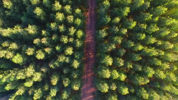 Eukalyptus sklizeň v slunečný den - letecký pohled v Brazílii — Stock video