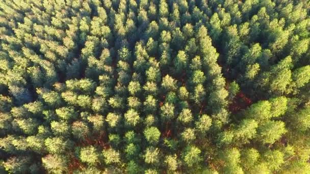 Récolte d'eucalyptus par temps ensoleillé - Vue aérienne au Brésil — Video