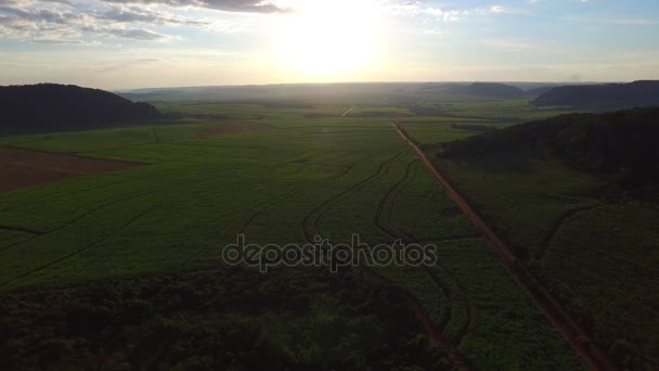 Plantación de caña de azúcar al atardecer en Brasil - vista aérea - Canavial — Vídeos de Stock