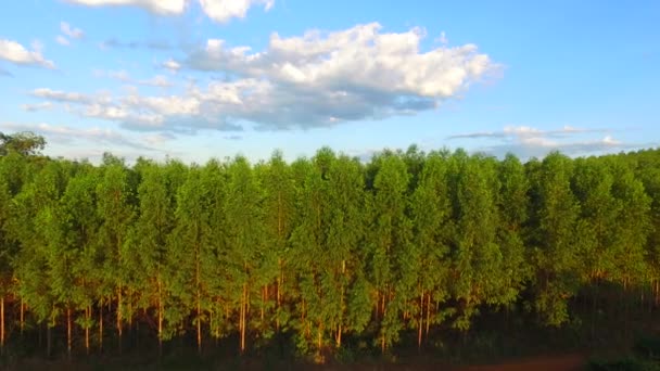 Eucalyptus oogst in zonnige dag - luchtfoto in Brazilië — Stockvideo