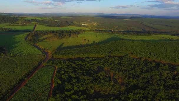 Урожай эвкалипта в солнечный день - Вид с воздуха в Бразилии — стоковое видео