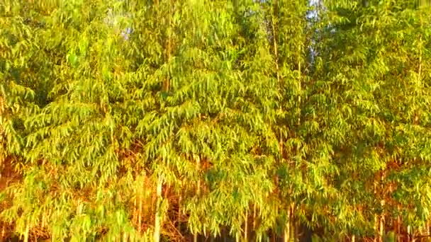 Eukalyptus sklizeň v slunečný den - letecký pohled v Brazílii — Stock video