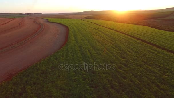 Sockerrör plantage i solnedgången i Brasilien - Flygfoto - Canavial — Stockvideo