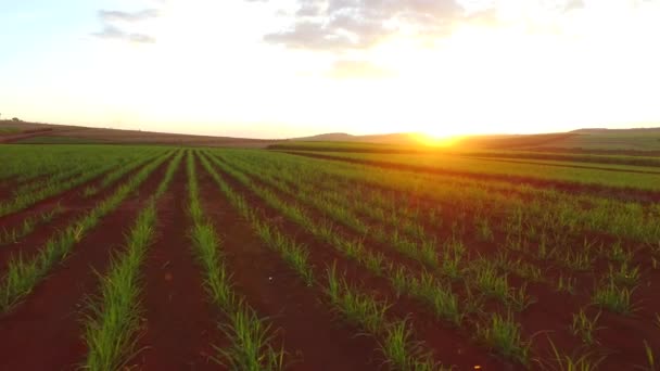 Sockerrör plantage i solnedgången i Brasilien - Flygfoto - Canavial — Stockvideo