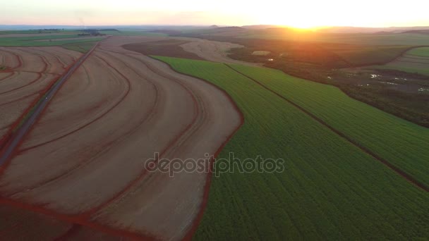 Plantacji trzciny cukrowej w zachód słońca w Brazylii - widok z lotu ptaka - Canavial — Wideo stockowe
