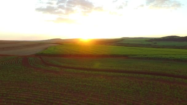 Plantation de canne à sucre au coucher du soleil au Brésil - vue aérienne - Canavial — Video