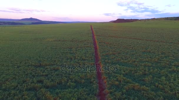 Плантация сахарного тростника на закате в Бразилии - вид с воздуха - Canavial — стоковое видео