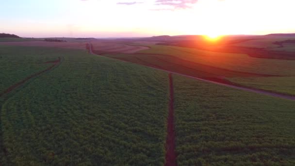 Plantação de cana-de-açúcar ao pôr-do-sol no Brasil - Vista aérea - Canavial — Vídeo de Stock