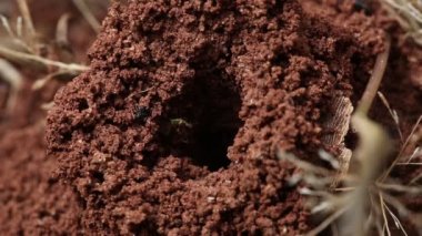 Karıncalar karınca üzerinde tarama.