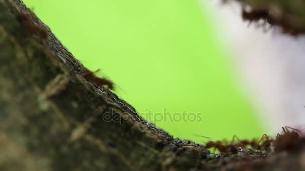 Leaf cutter myror (Atta sp.) transporterar bitar av bladen längs en gren i regnskogen undervegetationen — Stockvideo