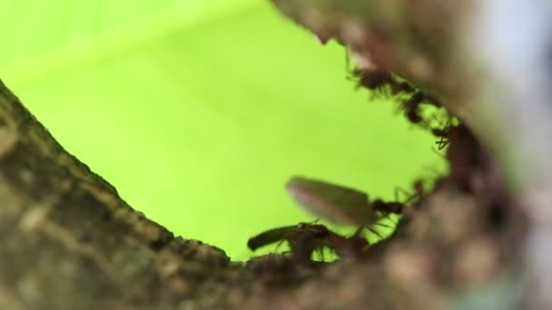 Cortador de hojas hormigas (Atta sp.) llevando pedazos de hojas a lo largo de una rama en el sotobosque de la selva tropical — Vídeos de Stock