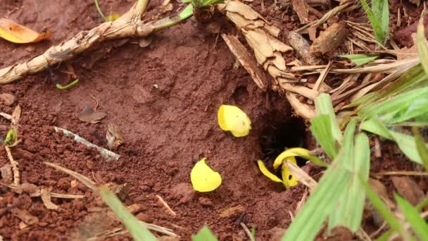 Hormigas cortadoras de hojas marchan a través de una rama de árbol . — Vídeos de Stock