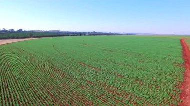 Havadan görünümü. Patates ile alanın üzerinde uçan.