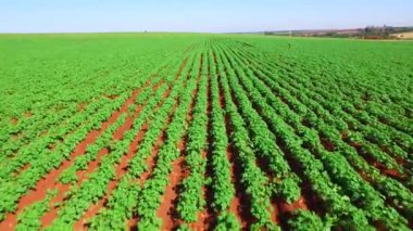 Havadan görünümü. Patates ile alanın üzerinde uçan.