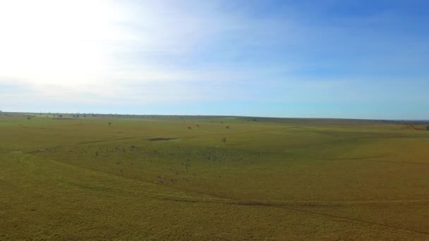 Bovini al pascolo nello stato di mato grosso in Brasile. luglio, 2016 . — Video Stock