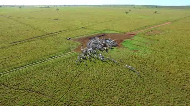 Szarvasmarhák legelőn a brazíliai mato Grosso állam. Július, 2016-ban. — Stock videók