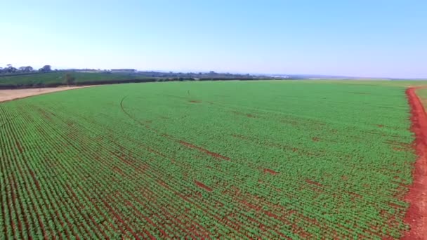 Flygfoto. Flygande över fältet med potatis. — Stockvideo