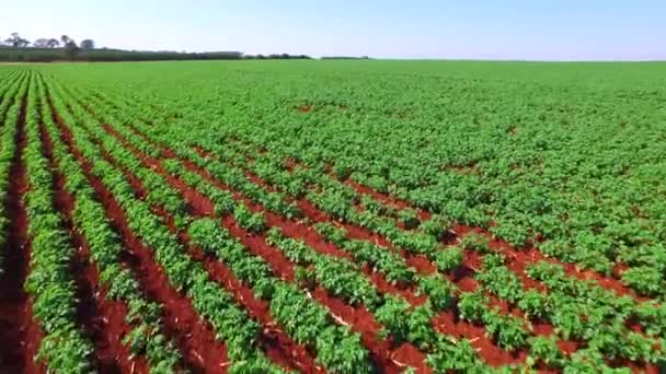 Widok z lotu ptaka. Latające nad pól z ziemniaków. — Wideo stockowe