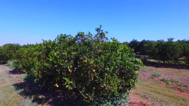 Orange plantation aerial view in Sao Paulo State - Brazil — Stock Video