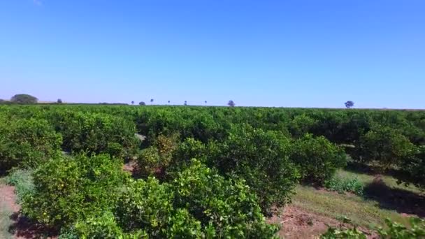 Vista aérea de plantación de naranja en el estado de Sao Paulo - Brasil — Vídeo de stock