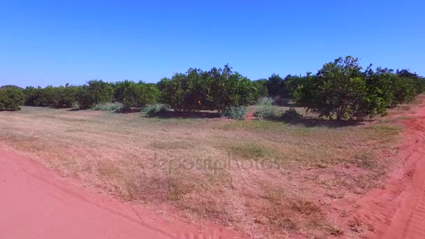 Vista aérea de plantación de naranja en el estado de Sao Paulo - Brasil — Vídeo de stock