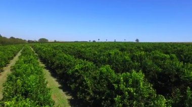 Sao Paulo devlet - Brezilya turuncu saç ekimi havadan görünümü