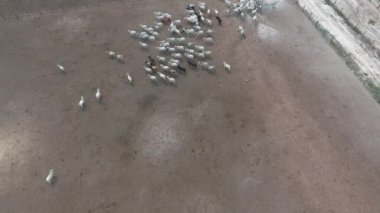 Yaz alan Brezilya, inek sürüsü havadan görünümü