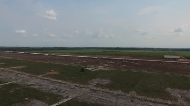 Letecký pohled na stáda krav na letní field v Brazílii — Stock video