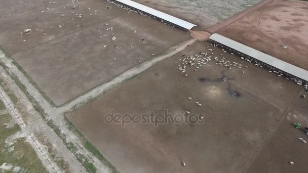 Vue aérienne du troupeau de vaches au champ d'été au Brésil — Video