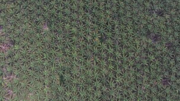 Vista aérea de jardín de coco o palmera en Brasil. Estado para . — Vídeos de Stock