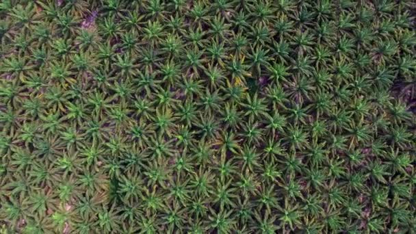 Vista aérea de jardín de coco o palmera en Brasil. Estado para . — Vídeos de Stock